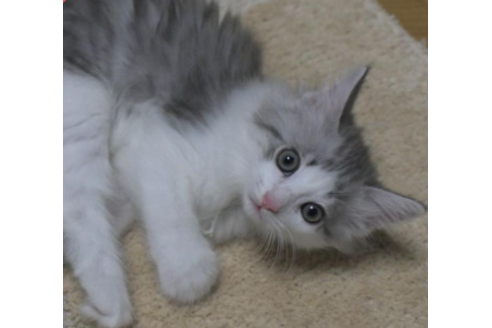 成約済の茨城県のノルウェージャンフォレストキャット-28741